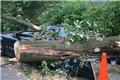 Photo of Growing Earth Tree Care