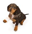 Photo of Animal Talk Medical Center