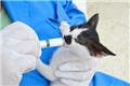 Photo of Animal Talk Medical Center