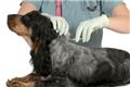 Photo of Animal Talk Medical Center