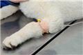 Photo of Animal Talk Medical Center