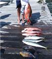 Photo of Deep Sea Fishing in Cancun