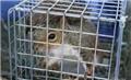 Photo of Bills Raccoon Removal Service