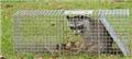 Photo of Bills Raccoon Removal Service