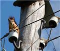 Photo of Bills Raccoon Removal Service