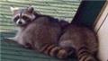 Photo of Bills Raccoon Removal Service