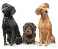 Photo of Canine College