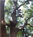 Photo of Master Tree Trimming