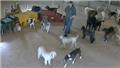 Photo of Canine College