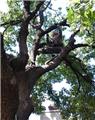 Photo of Master Tree Trimming