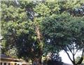 Photo of Master Tree Trimming