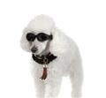 Photo of Canine College
