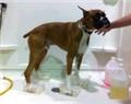 Photo of Canine College
