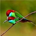 Photo of Junglewalla