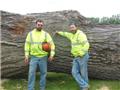 Photo of Matt’s Tree Service