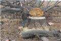 Photo of Matt’s Tree Service