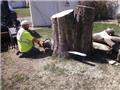 Photo of Matt’s Tree Service