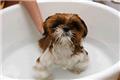 Photo of Natural Healing For Animals
