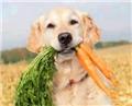 Photo of Natural Healing For Animals