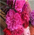 Photo of Caprice Design & Decor