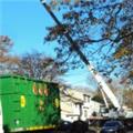 Photo of AAA Tree and Shrub care Service