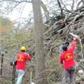 Photo of AAA Tree and Shrub care Service