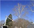 Photo of Ridgeline Tree Service