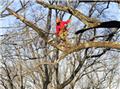 Photo of Ridgeline Tree Service