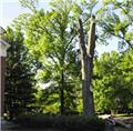 Photo of Ridgeline Tree Service