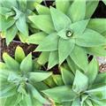 Photo of Aumanns Building & Garden Supplies