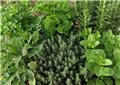Photo of Aumanns Building & Garden Supplies