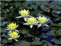 Photo of Aumanns Building & Garden Supplies