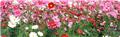 Photo of Aumanns Building & Garden Supplies