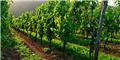 Photo of Tenuta Montefantino