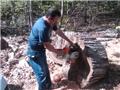 Photo of Bumblebee Tree Service and Landscape Design LLC
