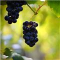 Photo of Mid-State Wine