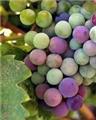 Photo of Mid-State Wine