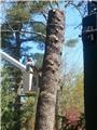 Photo of Bumblebee Tree Service and Landscape Design LLC