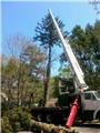 Photo of Bumblebee Tree Service and Landscape Design LLC