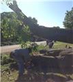 Photo of A-1 Lawn and Tree Service