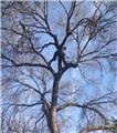 Photo of A-1 Lawn and Tree Service