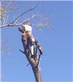 Photo of A-1 Lawn and Tree Service