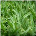 Photo of Sydney Lawn and Turf
