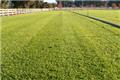 Photo of Sydney Lawn and Turf