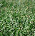 Photo of Sydney Lawn and Turf