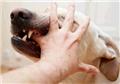 Photo of The Dog Bite Lawyer