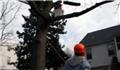 Photo of Unlimbited Tree Service Inc