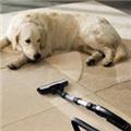 Photo of Horizon Carpet Upholstery Tile and Grout Cleaning Service