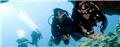 Photo of All4Diving