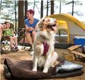 Photo of Dog Beds Canada - Small Large Designer Dog Beds